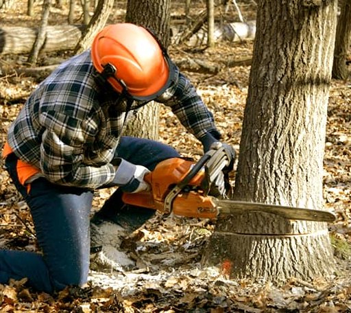 Tree Removal in Franklin Springs, GA
